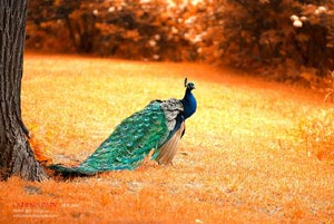 欢迎在宝塔面板安装Z-BlogPHP！